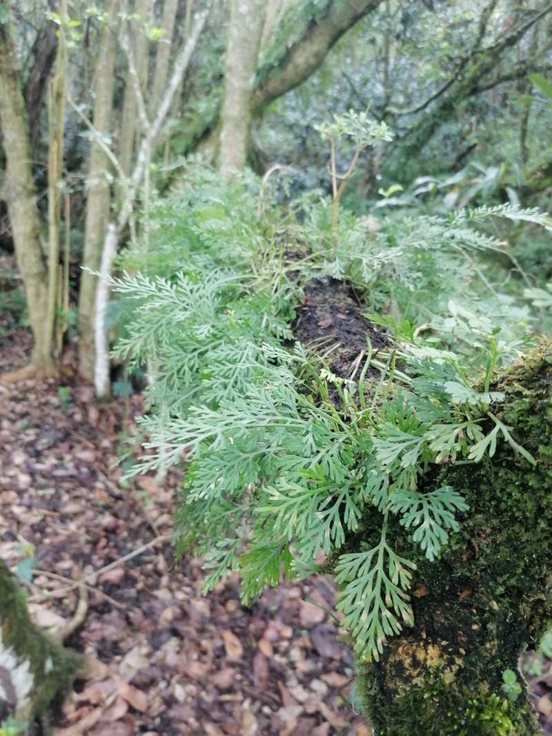 Asplenium theciferum photo 5
