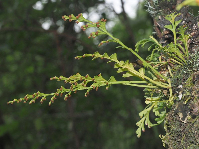 Asplenium theciferum photo 6