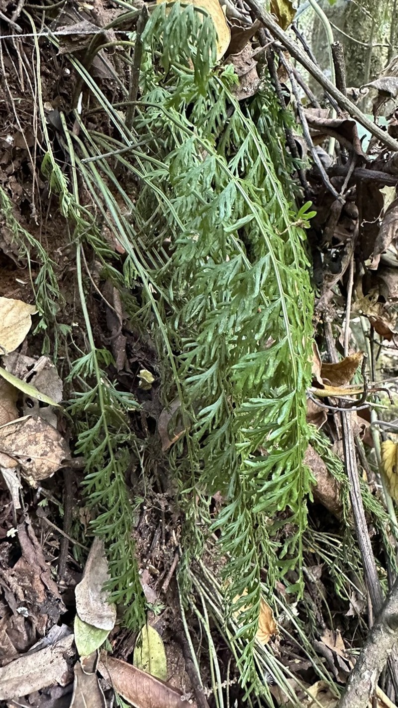 Asplenium theciferum photo 7