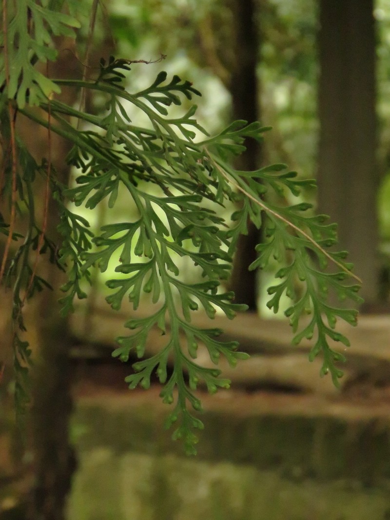Asplenium theciferum photo 8