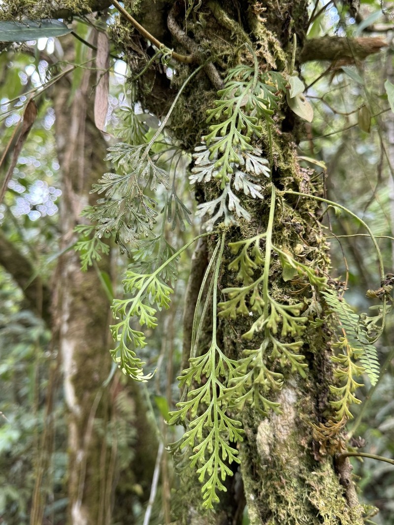 Asplenium theciferum photo 3
