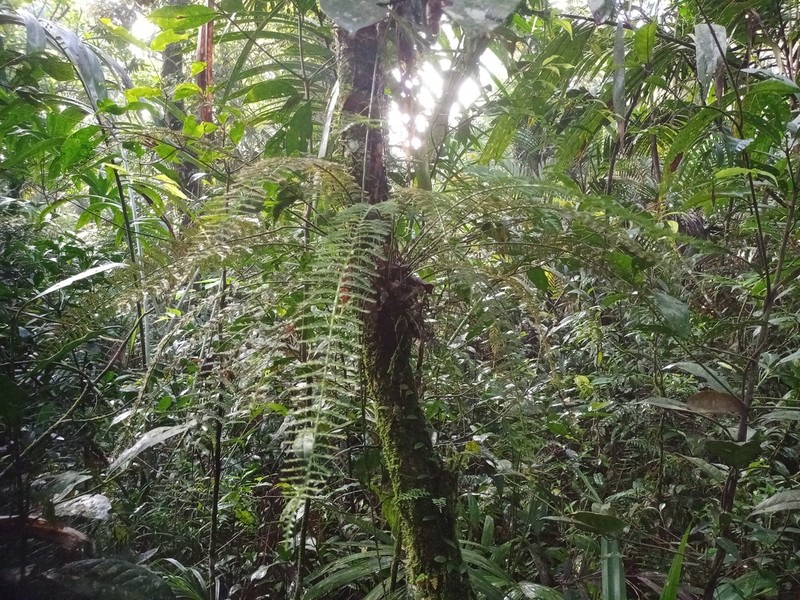 Asplenium thunbergii photo 4