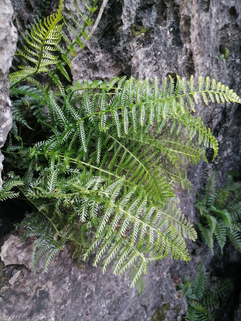 Asplenium thunbergii photo 5