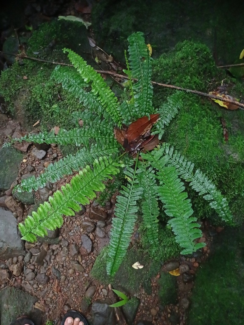 Asplenium thunbergii photo 6