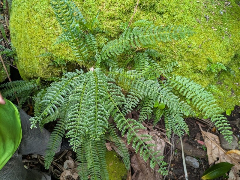 Asplenium thunbergii photo 7