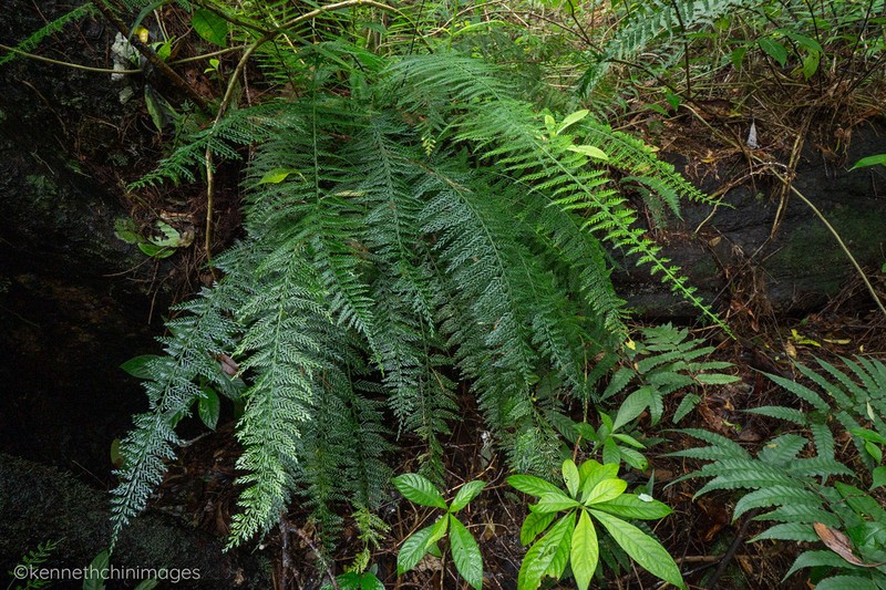 Asplenium thunbergii photo 8