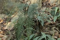 Asplenium thunbergii