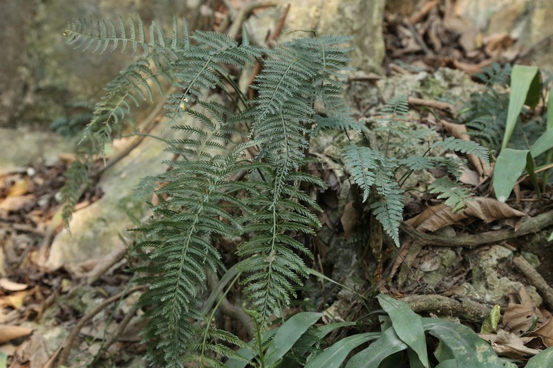 Asplenium thunbergii