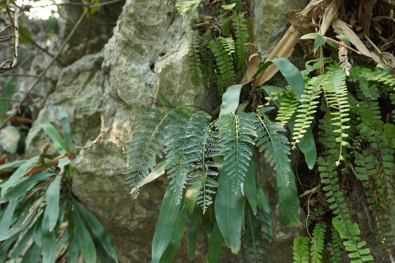 Asplenium thunbergii photo 2