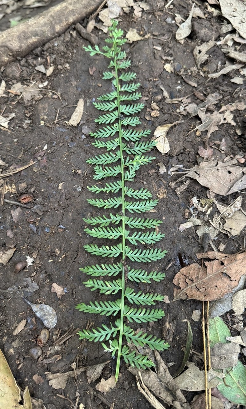 Asplenium thunbergii photo 3
