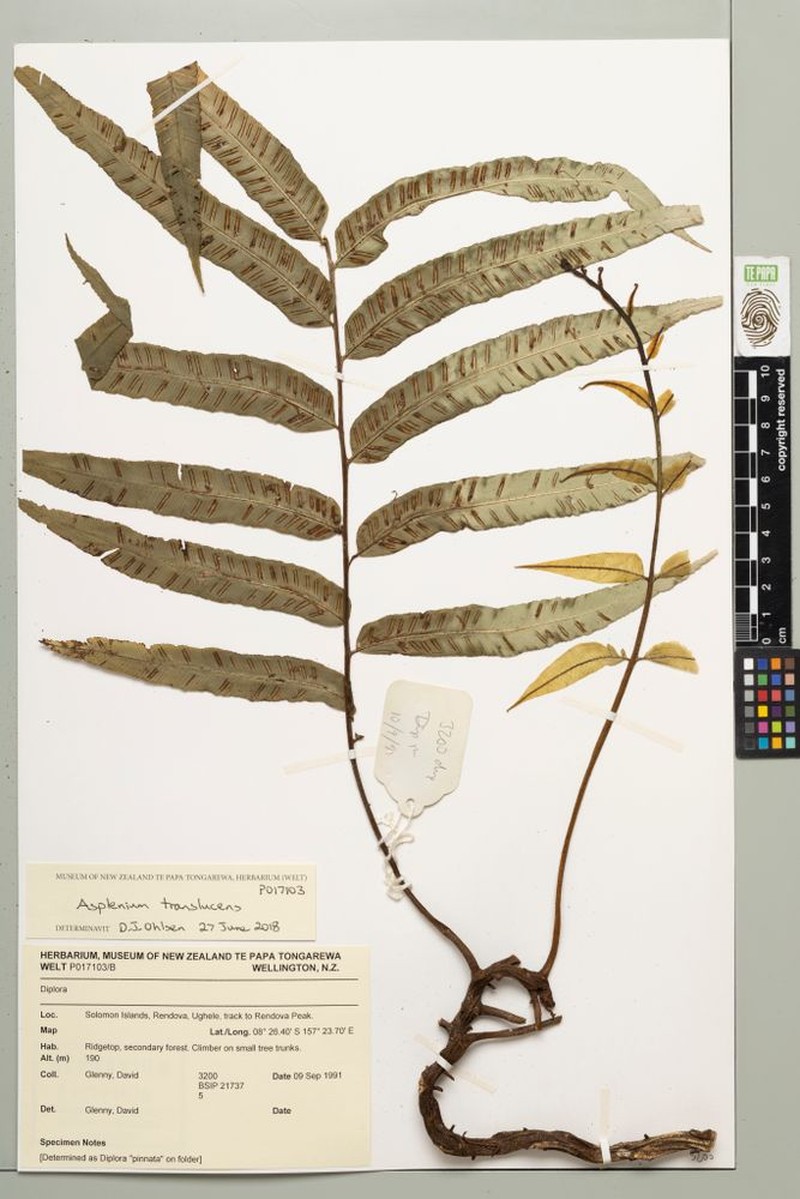 Asplenium translucens