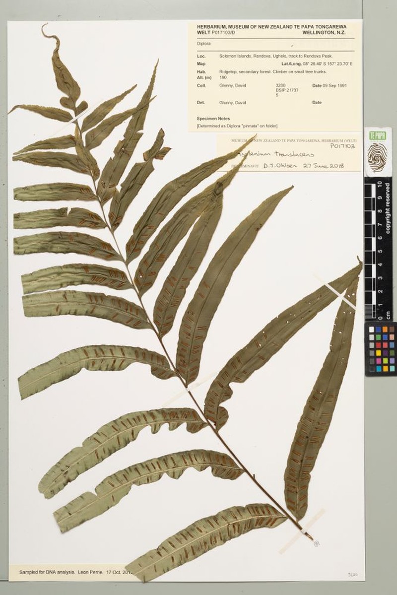 Asplenium translucens photo 2