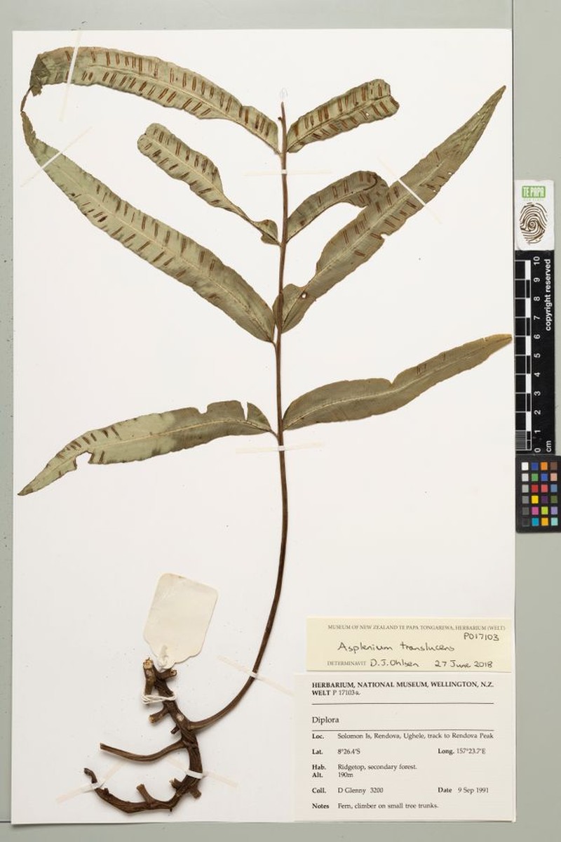 Asplenium translucens photo 3
