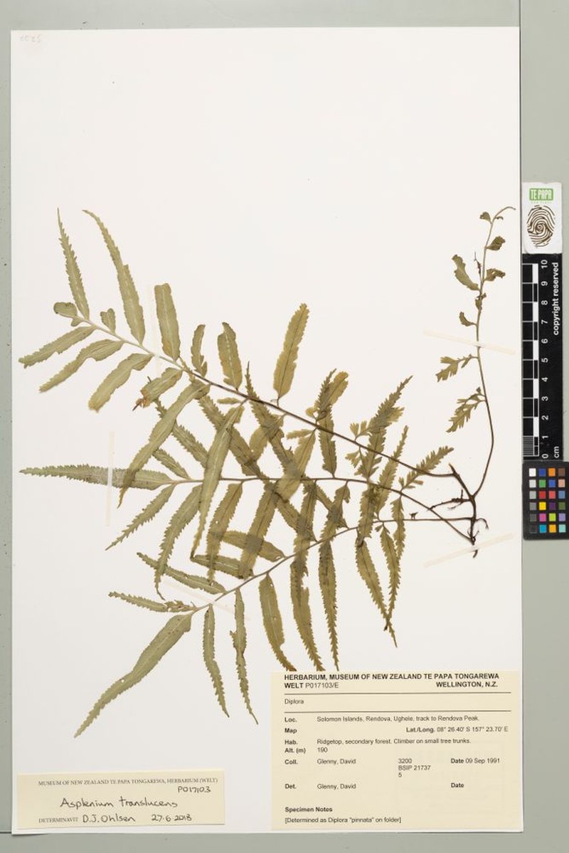 Asplenium translucens photo 4