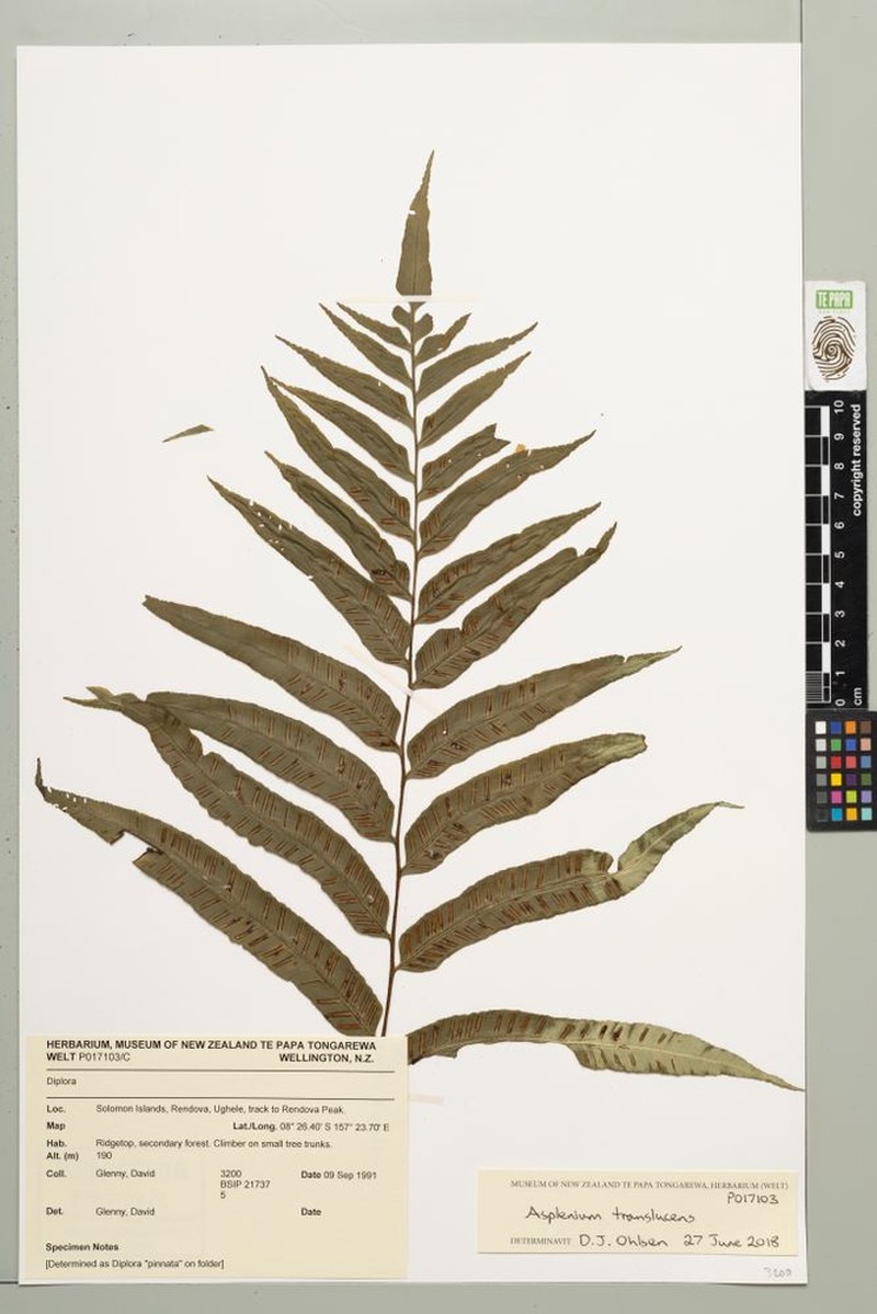 Asplenium translucens photo 5