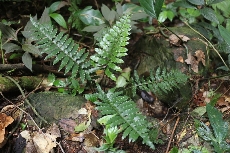 Asplenium trapezoideum