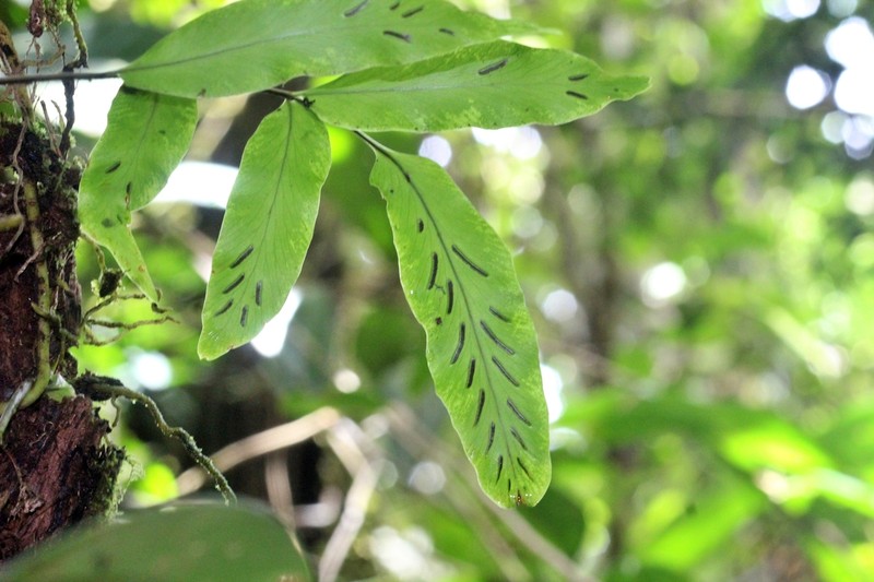 Asplenium tricholepis photo 2