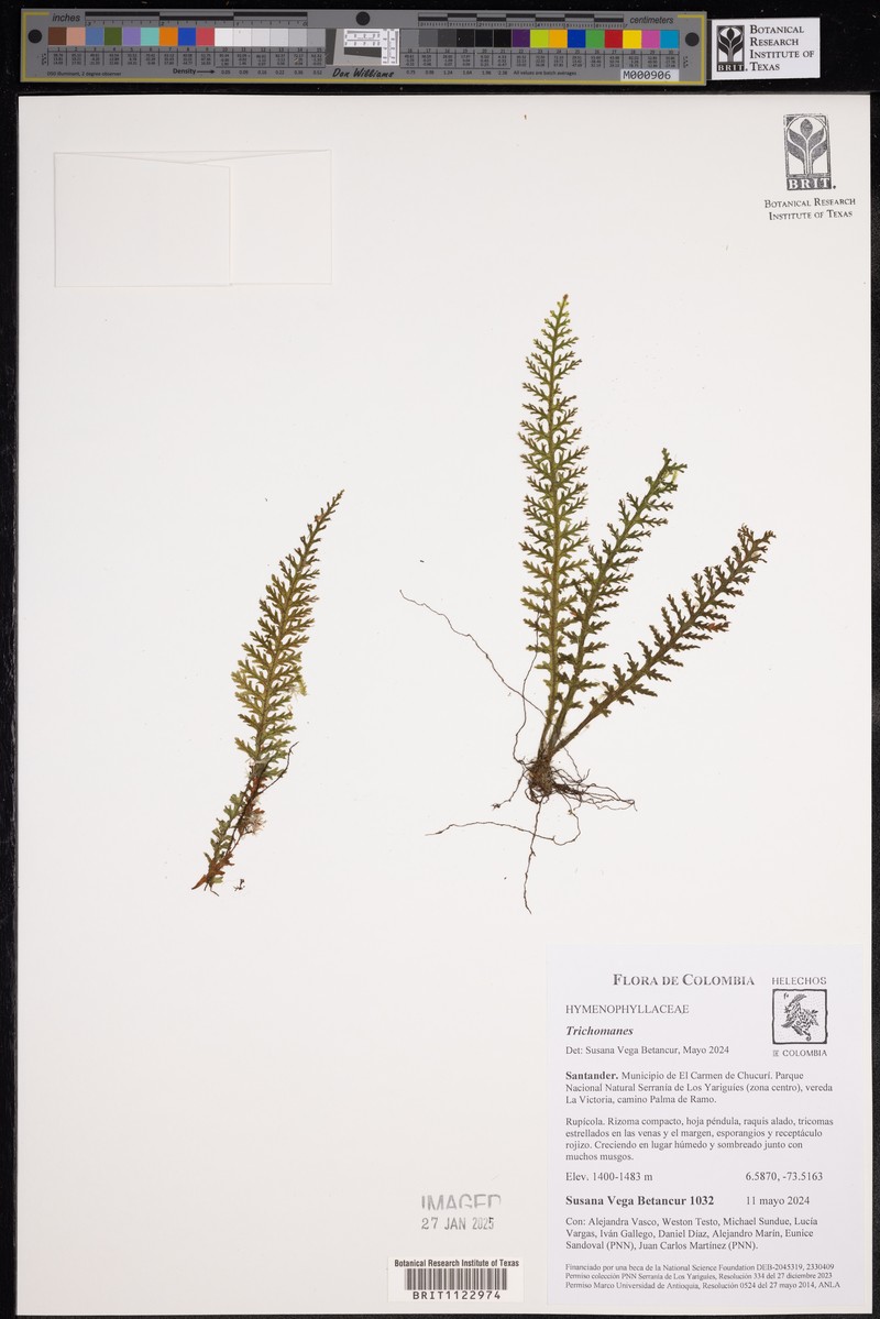 Asplenium tricholepis photo 3