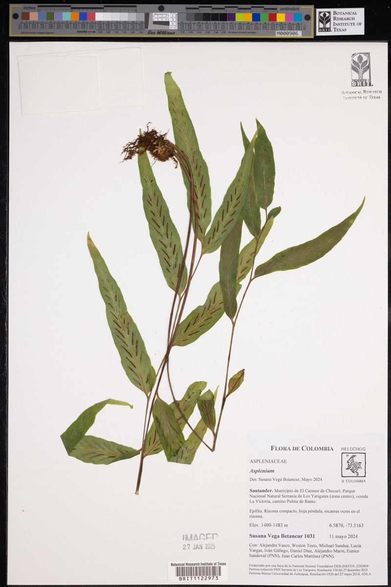 Asplenium tricholepis photo 4