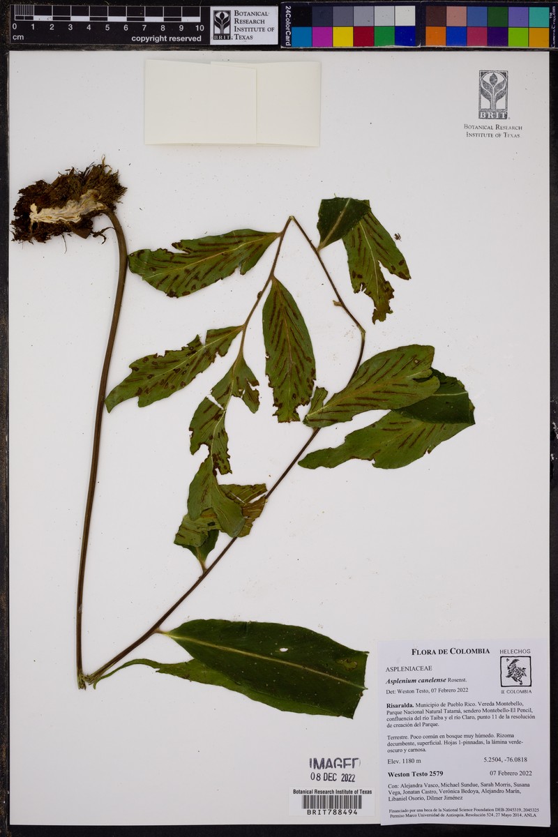 Asplenium tricholepis photo 5