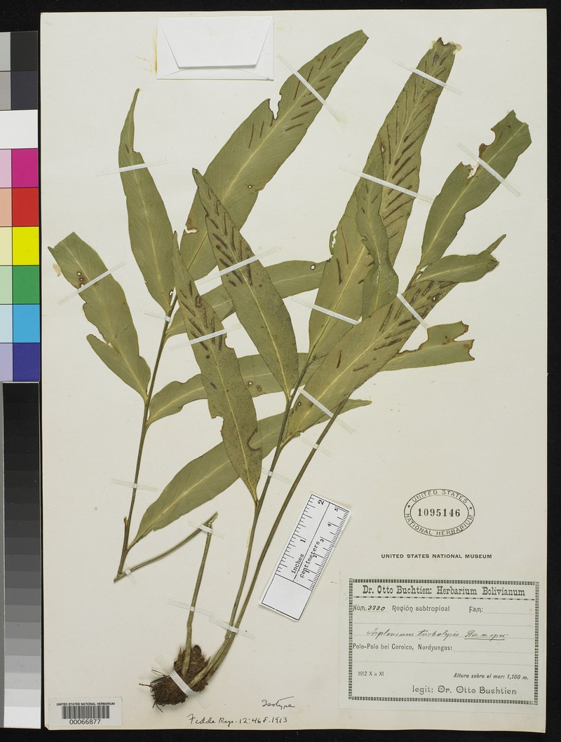 Asplenium tricholepis