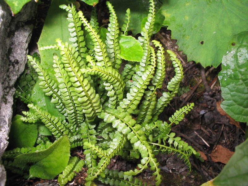 Brightgreen Spleenwort