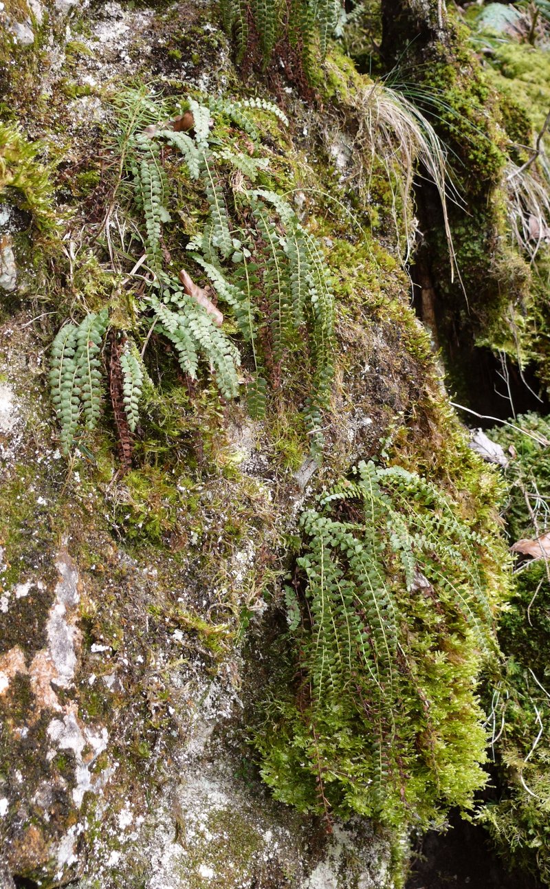 Brightgreen Spleenwort photo 3