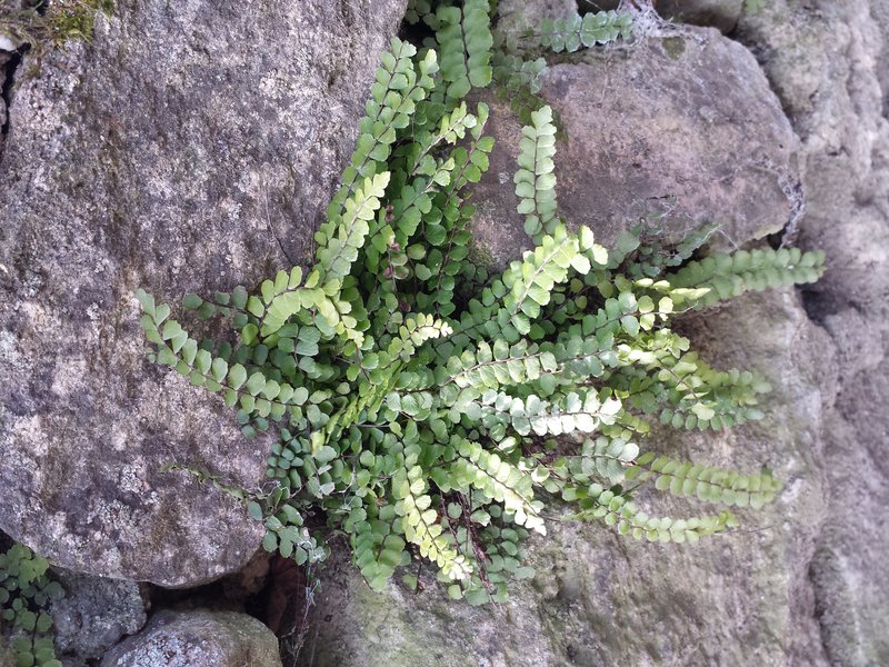 Maidenhair Spleenwort photo 3