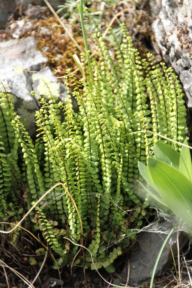 Asplenium trichomanes