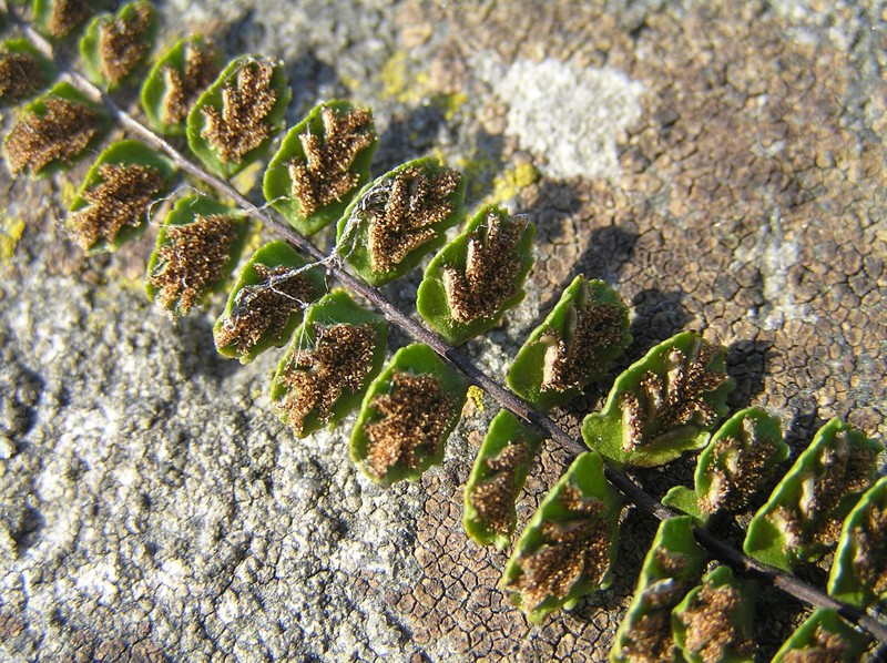 Asplenium trichomanes photo 2