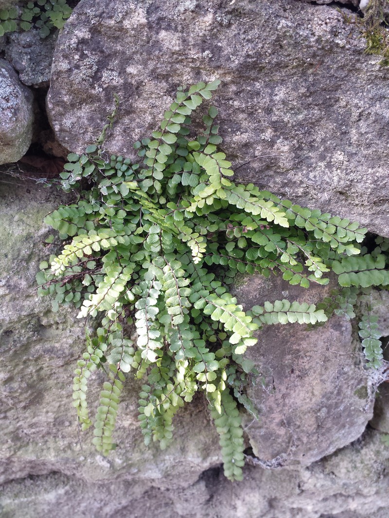 Asplenium trichomanes photo 3