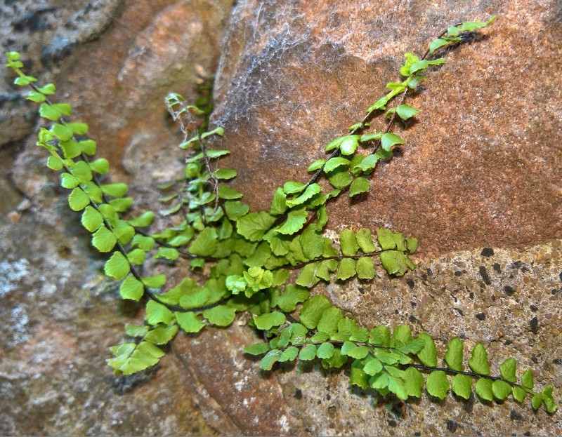 Asplenium trichomanes photo 4