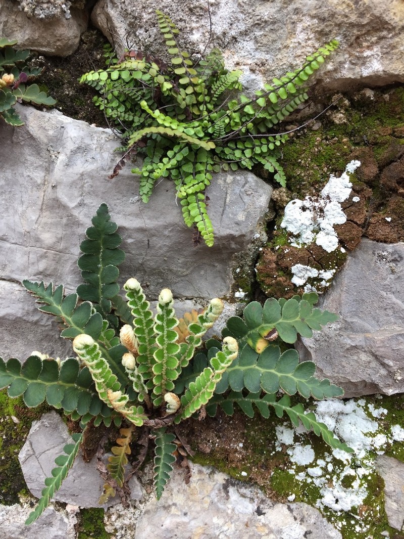 Asplenium trichomanes photo 5