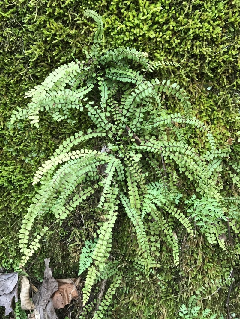Asplenium trichomanes photo 6