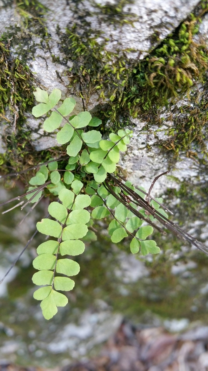 Asplenium trichomanes photo 7