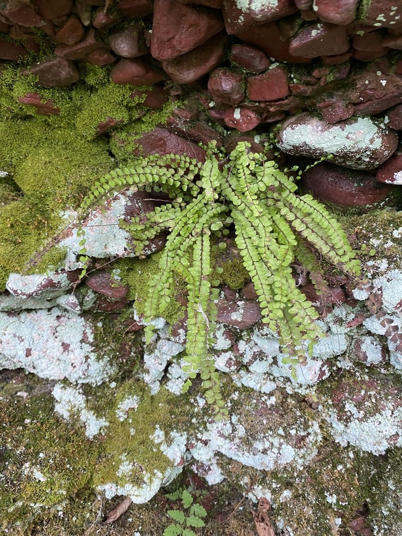 Asplenium trichomanes photo 8