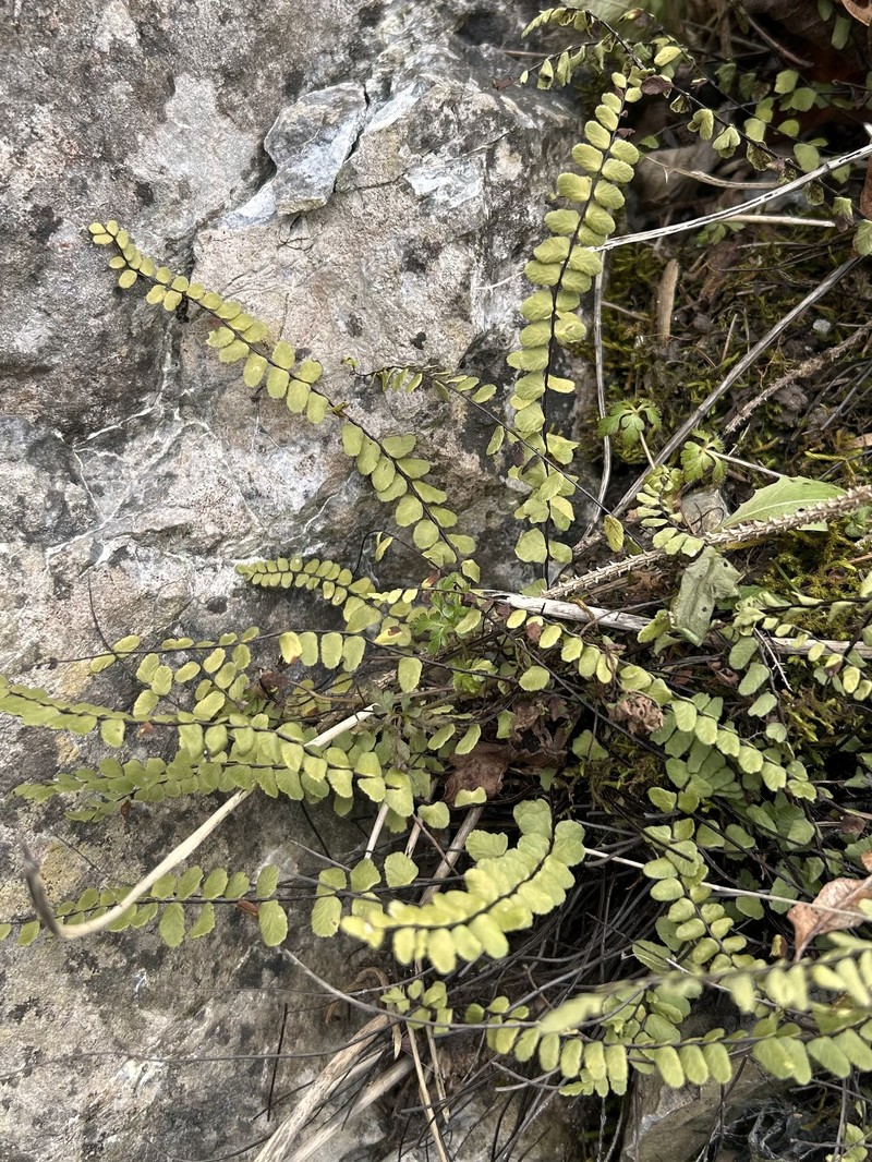 Asplenium trichomanes nothosubsp. lovisianum