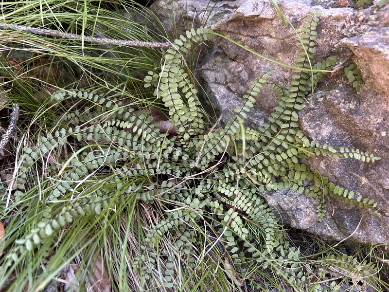 Asplenium trichomanes nothosubsp. lovisianum photo 2