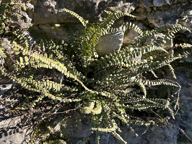 Asplenium trichomanes nothosubsp. lovisianum photo 3