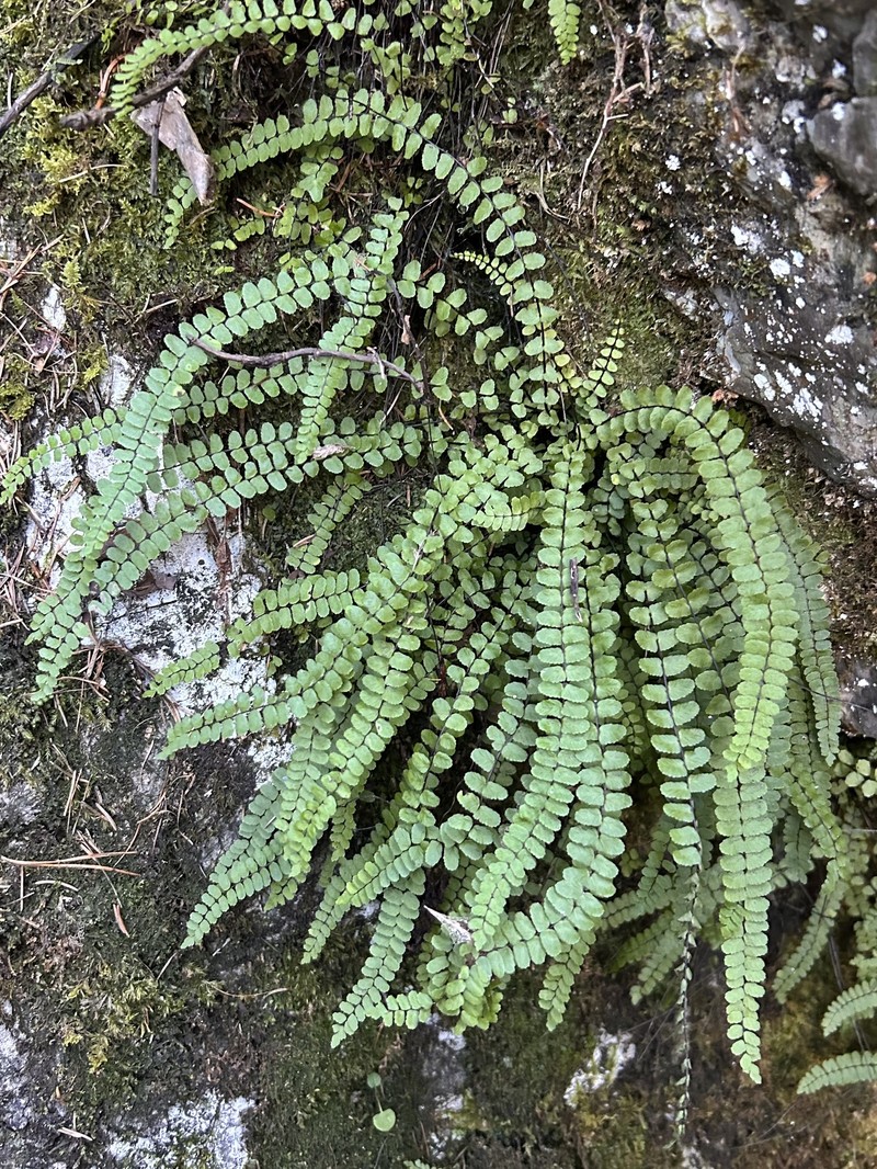 Asplenium trichomanes nothosubsp. lovisianum photo 4