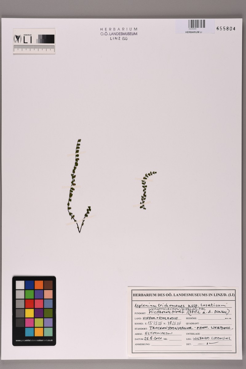 Asplenium trichomanes nothosubsp. lusaticum