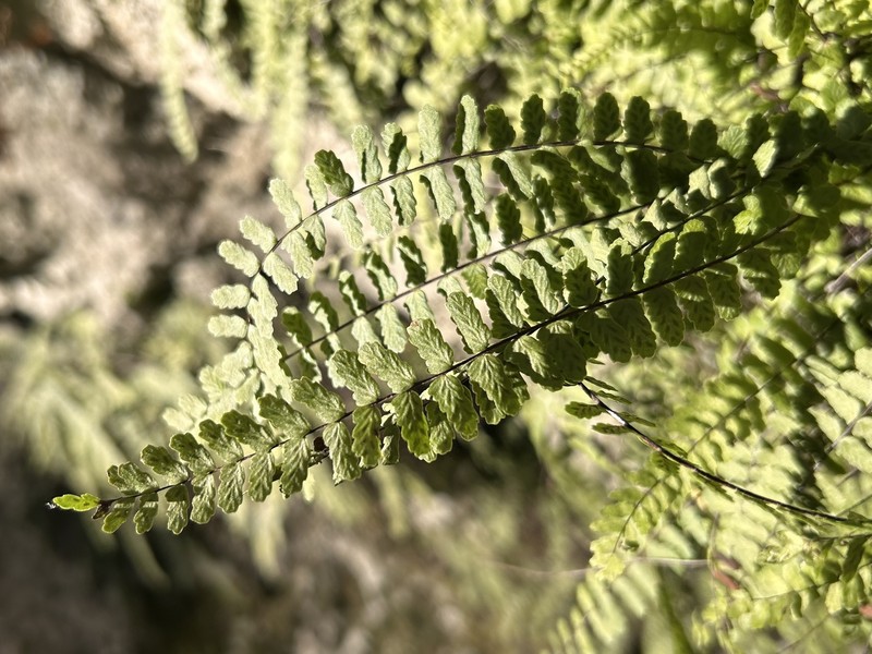 Asplenium trichomanes nothosubsp. staufferi