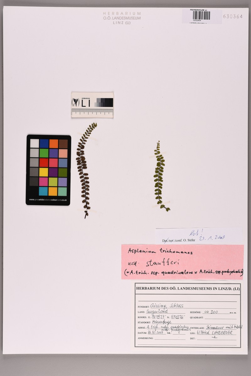 Asplenium trichomanes nothosubsp. staufferi photo 2