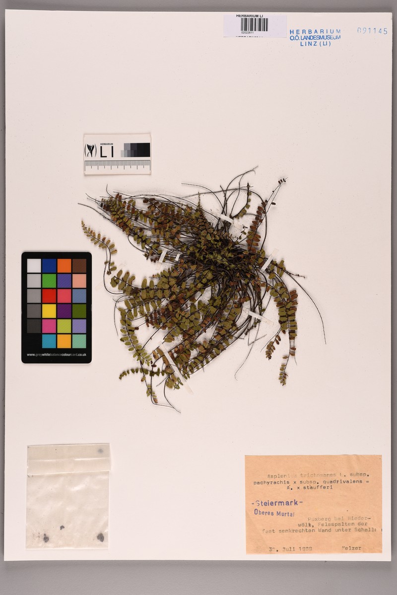 Asplenium trichomanes nothosubsp. staufferi photo 3