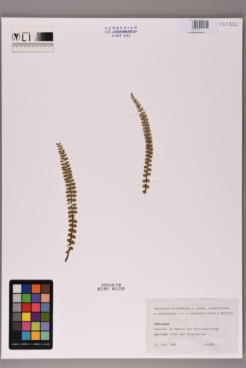 Asplenium trichomanes nothosubsp. staufferi photo 4