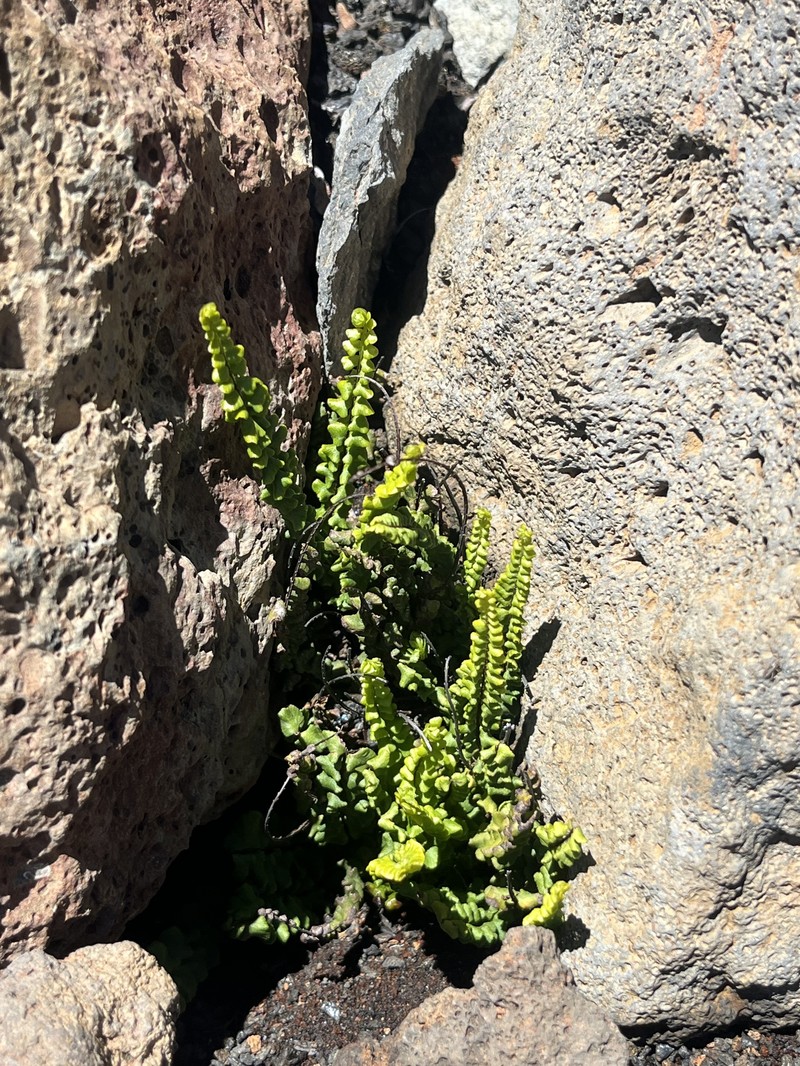 Asplenium trichomanes subsp. densum photo 2