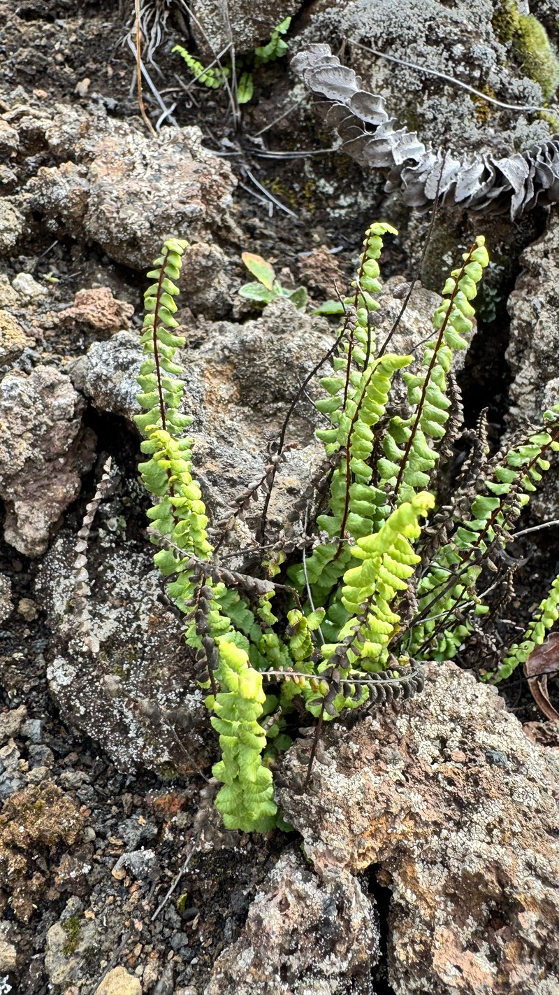 Asplenium trichomanes subsp. densum photo 3