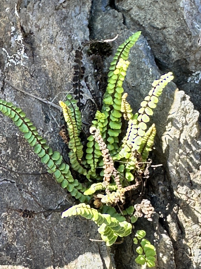 Asplenium trichomanes subsp. densum photo 4
