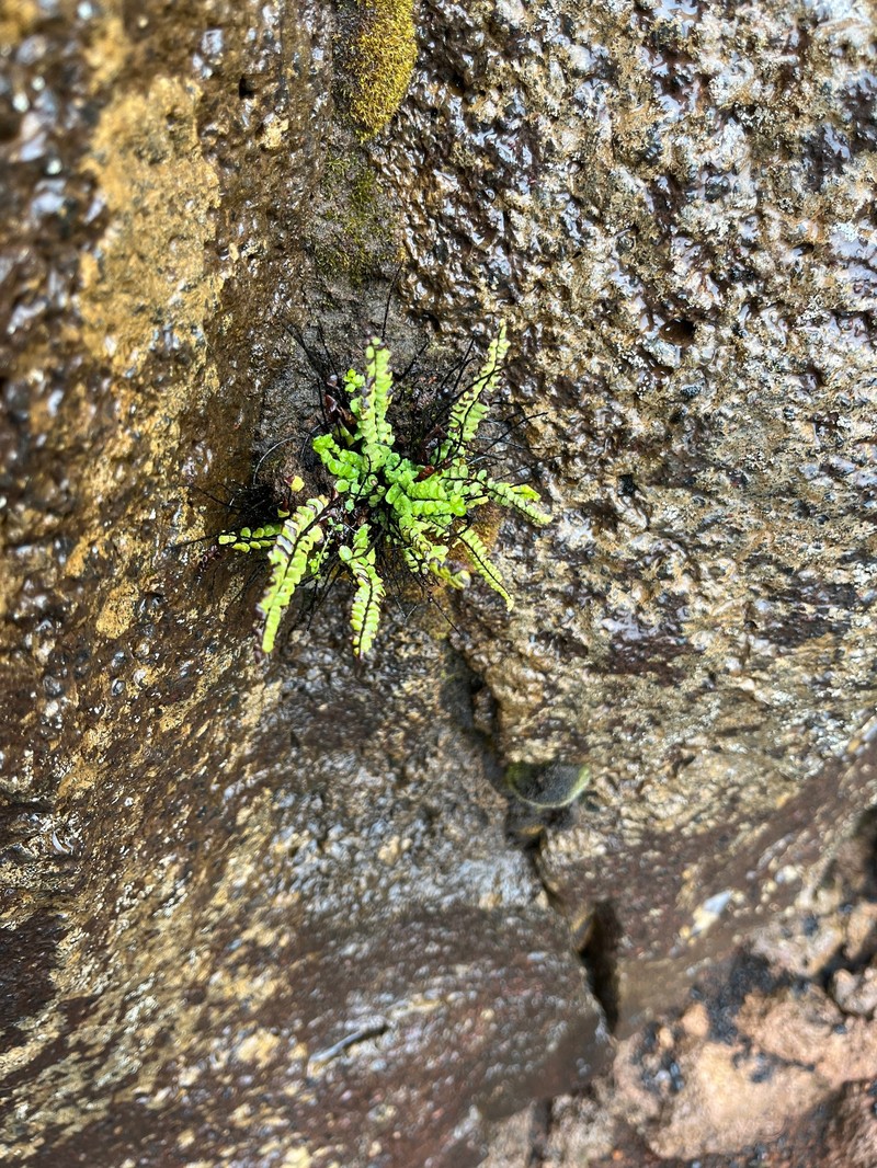 Asplenium trichomanes subsp. densum photo 5