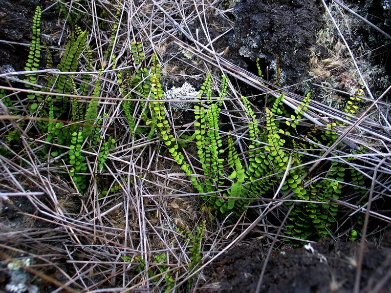 Asplenium trichomanes subsp. densum